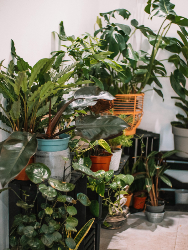 Why should we use plants in our home interiors?