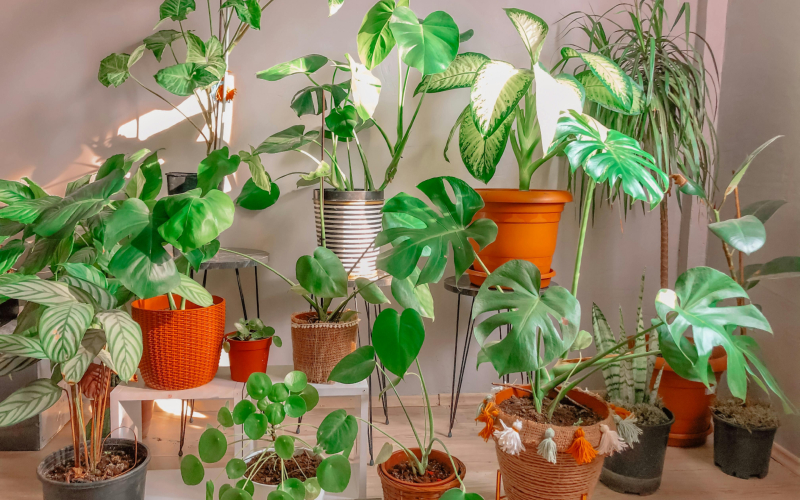 Why should we use plants in our home interiors? Why should we use plants in our home interiors?